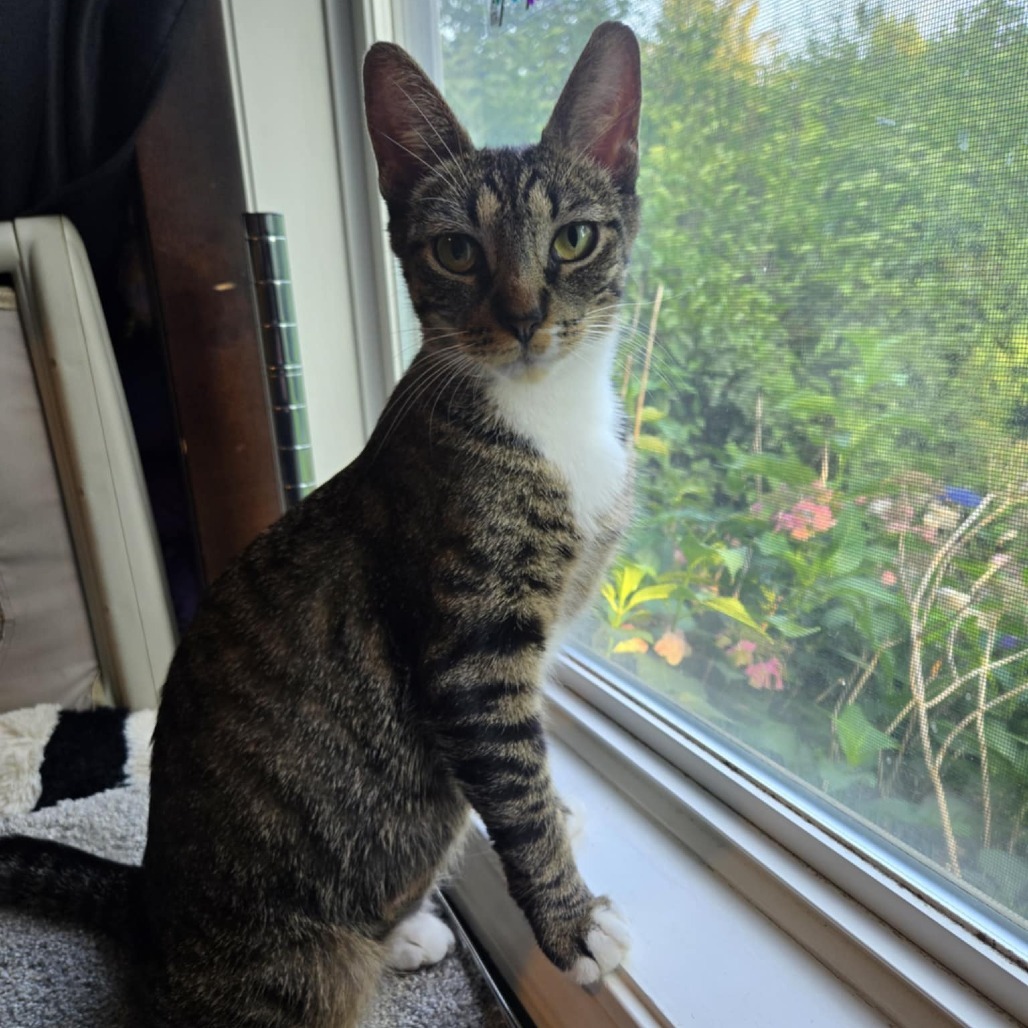 Taco Cat (Holland Cat Cove)
