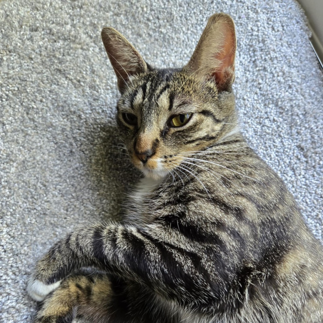 Taco Cat (Holland Cat Cove)