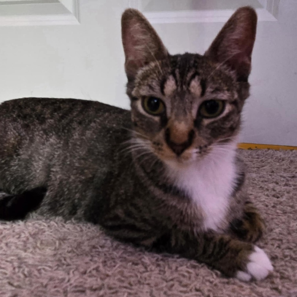 Taco Cat (Holland Cat Cove)