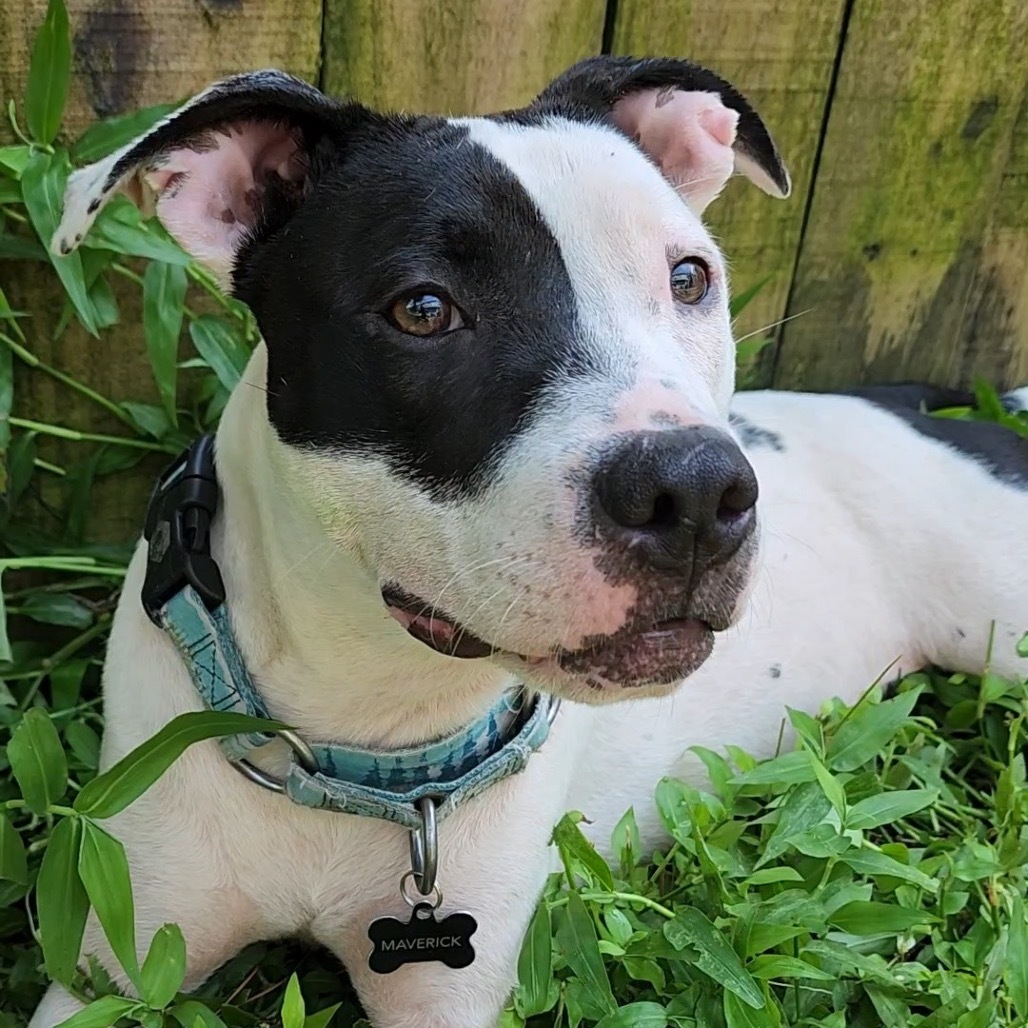 Molly Moo