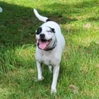 Molly Moo
