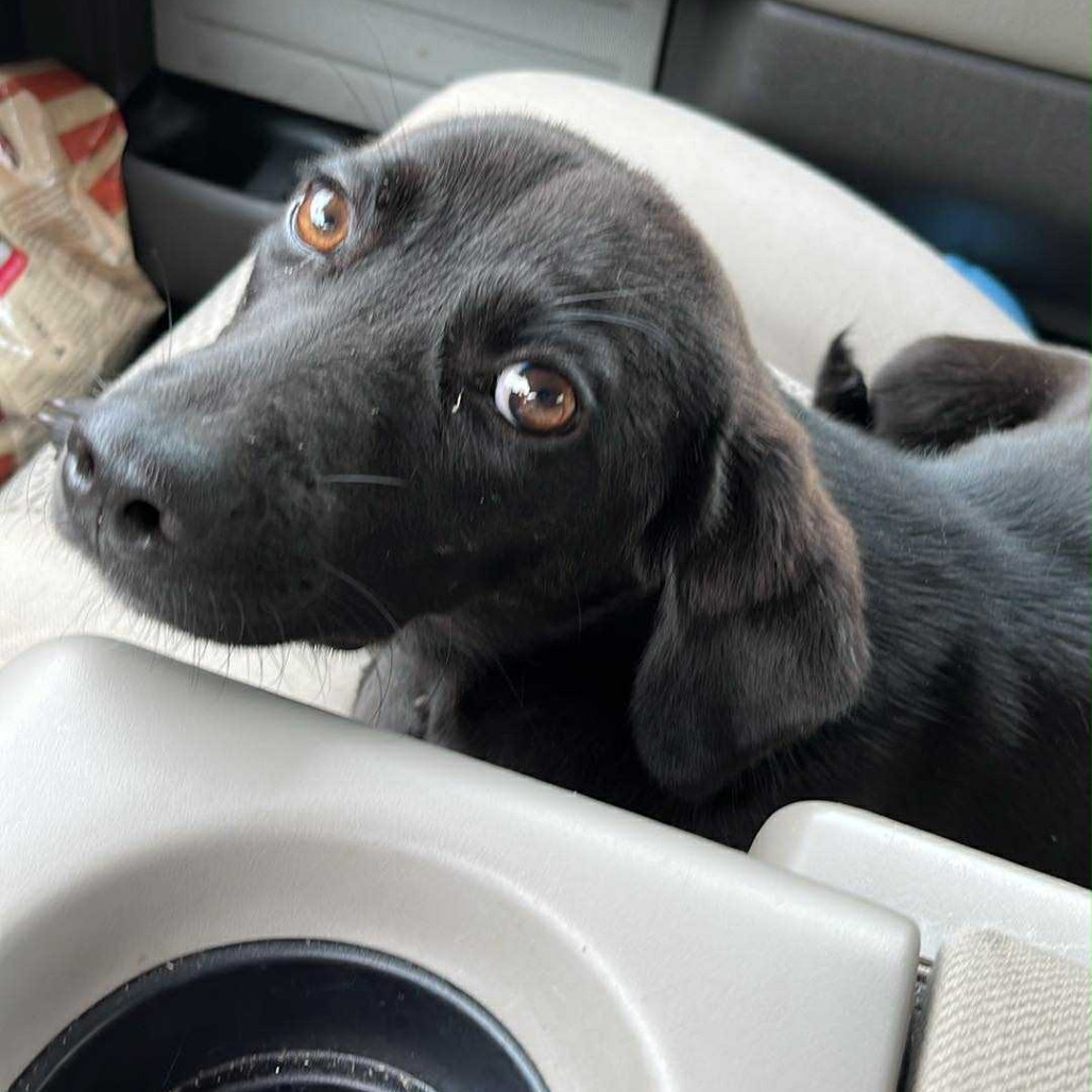 Macie