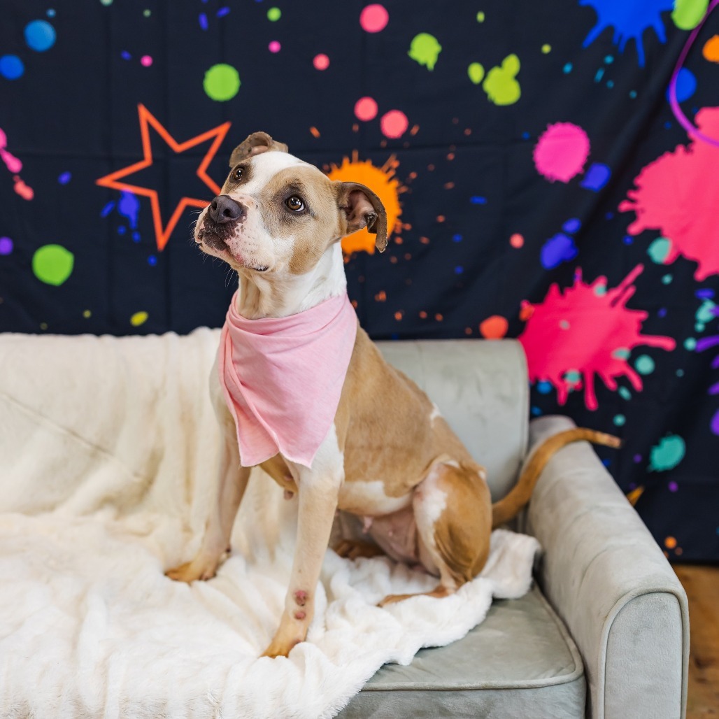 Splotch (Sponsored)