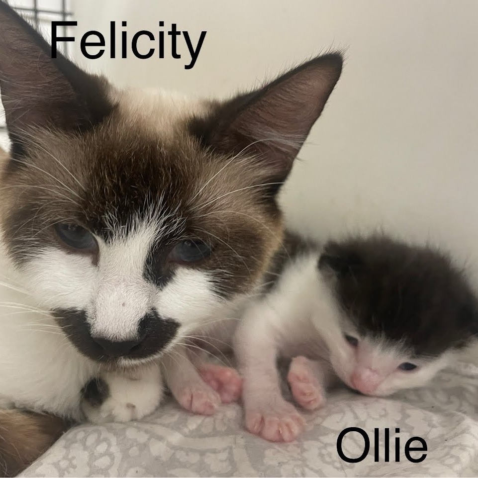 Ollie
