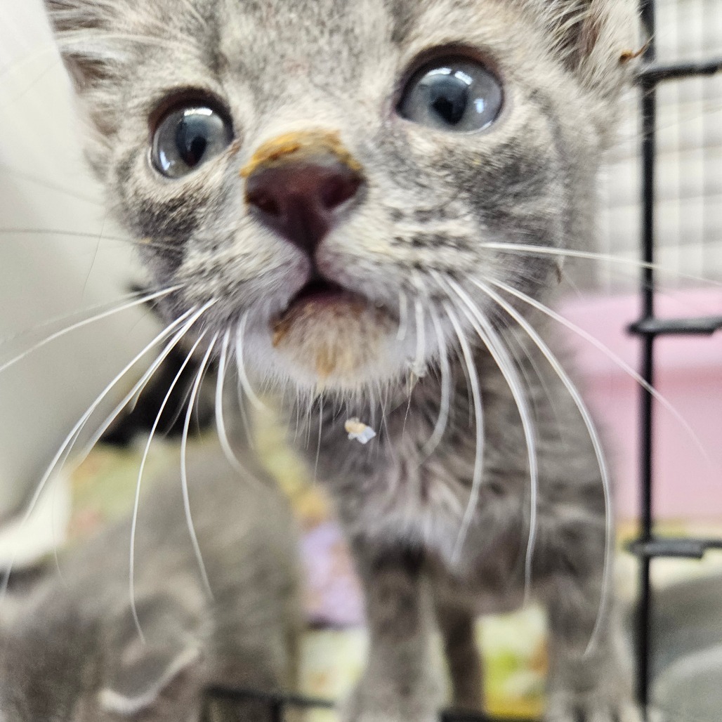 Kenickie, an adoptable Domestic Short Hair in Kingman, KS, 67068 | Photo Image 1