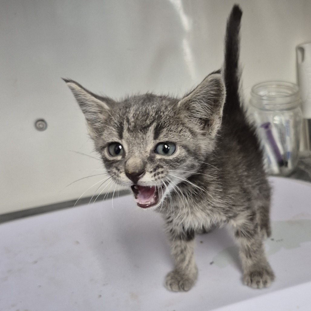 Kenickie, an adoptable Domestic Short Hair in Kingman, KS, 67068 | Photo Image 2