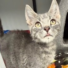 Kenickie, an adoptable Domestic Short Hair in Kingman, KS, 67068 | Photo Image 3