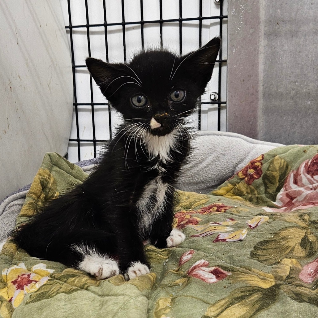 Rizzo, an adoptable Domestic Short Hair in Kingman, KS, 67068 | Photo Image 1