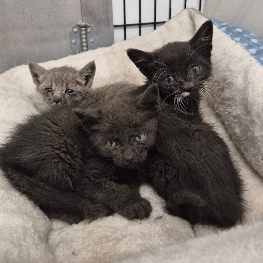 Rizzo, an adoptable Domestic Short Hair in Kingman, KS, 67068 | Photo Image 2