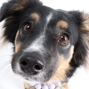 Koda