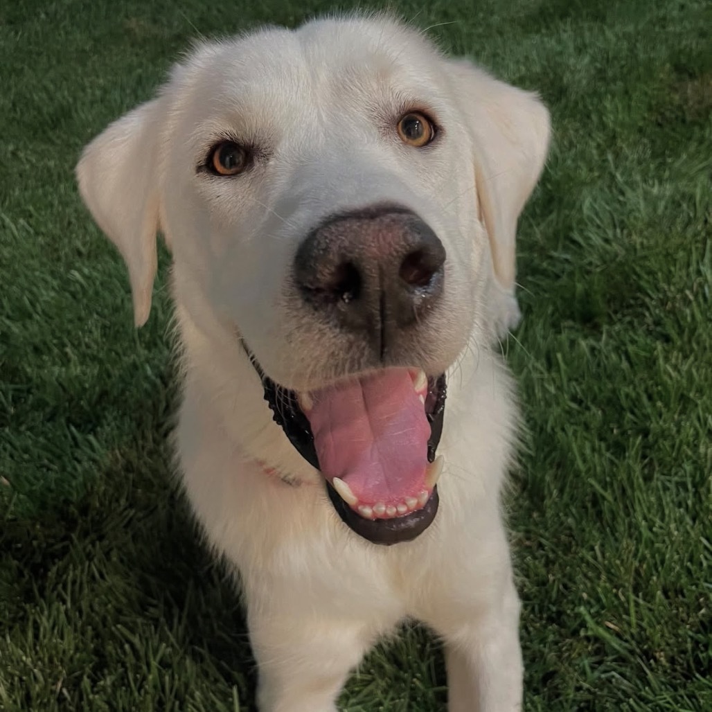 Lily, an adoptable Great Pyrenees, Mixed Breed in Ashland, OR, 97520 | Photo Image 1