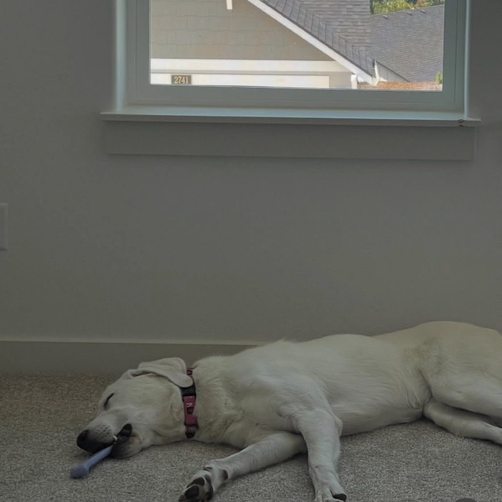 Lily, an adoptable Great Pyrenees, Mixed Breed in Ashland, OR, 97520 | Photo Image 2