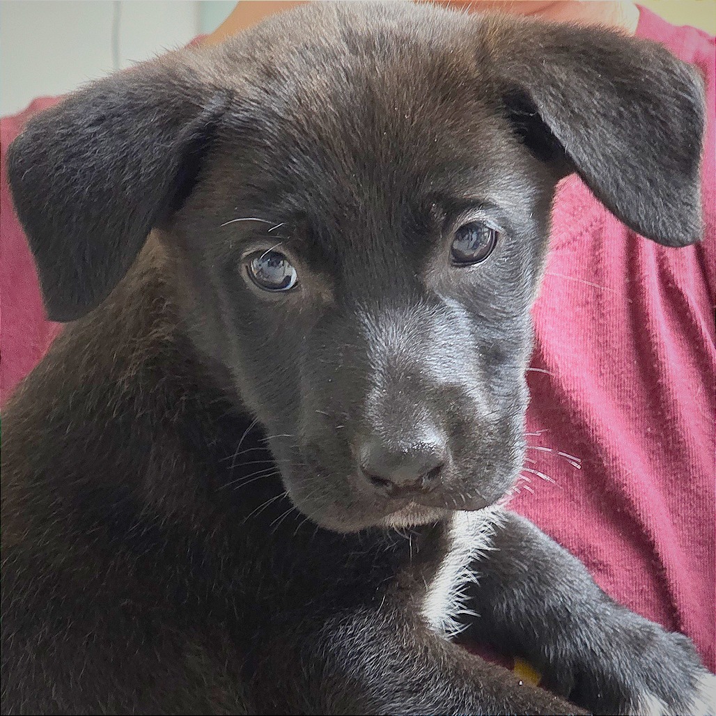 Salem, an adoptable Mixed Breed in Mount Shasta, CA, 96067 | Photo Image 1
