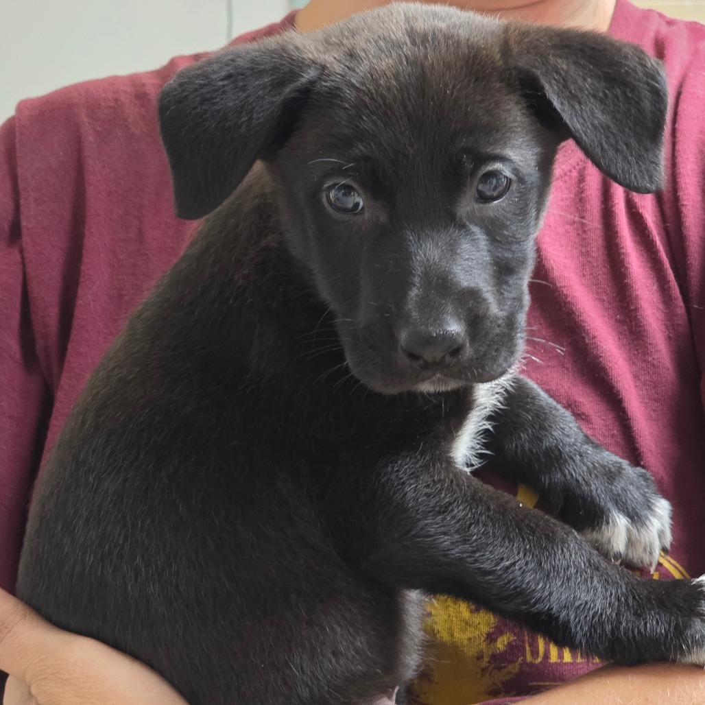 Salem, an adoptable Mixed Breed in Mount Shasta, CA, 96067 | Photo Image 3