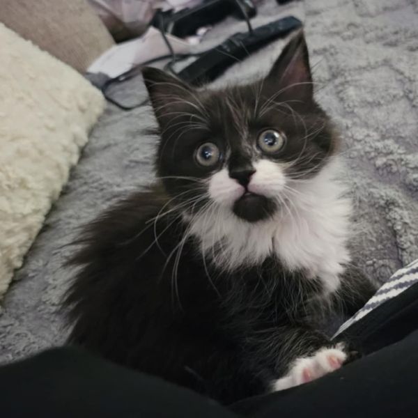Boo