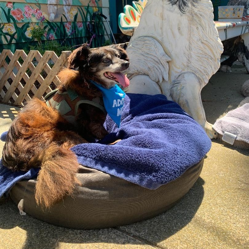 Adopt Billy Madison