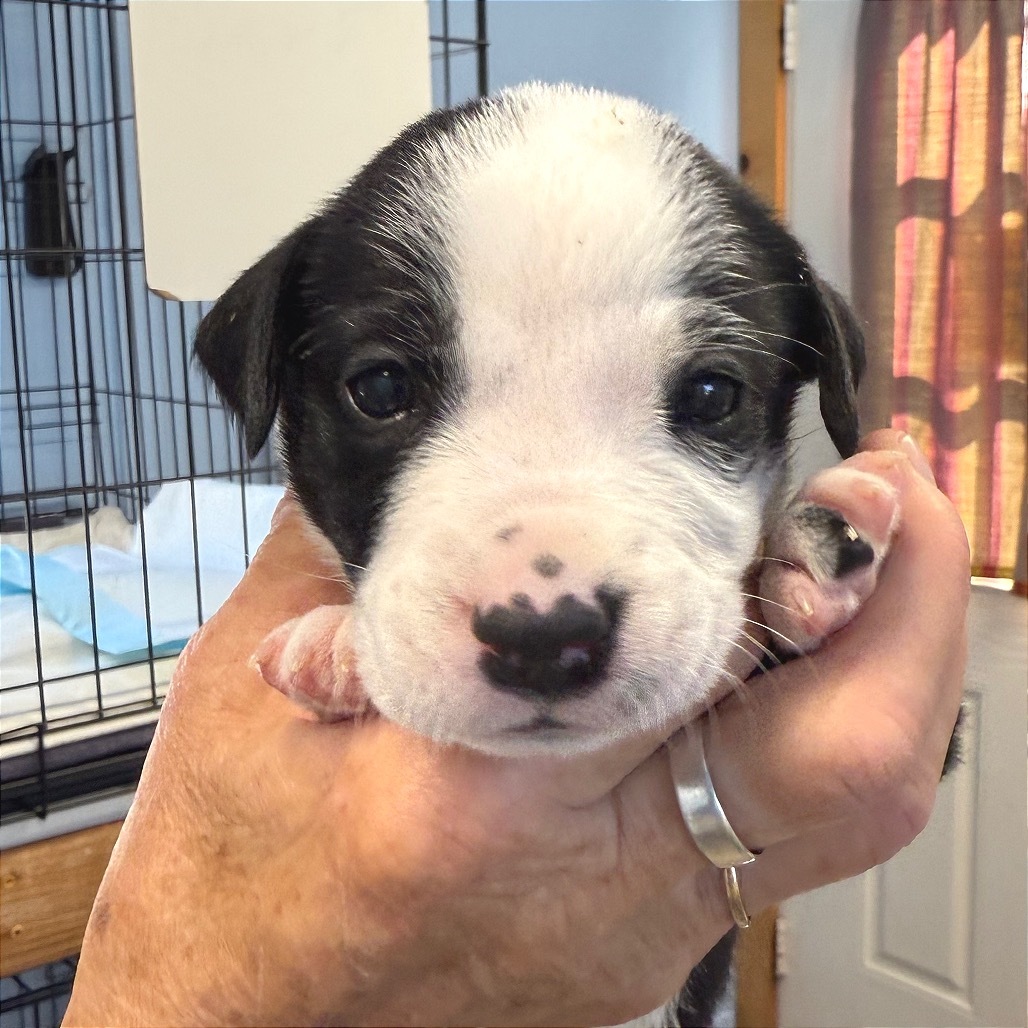 Adopt Esme