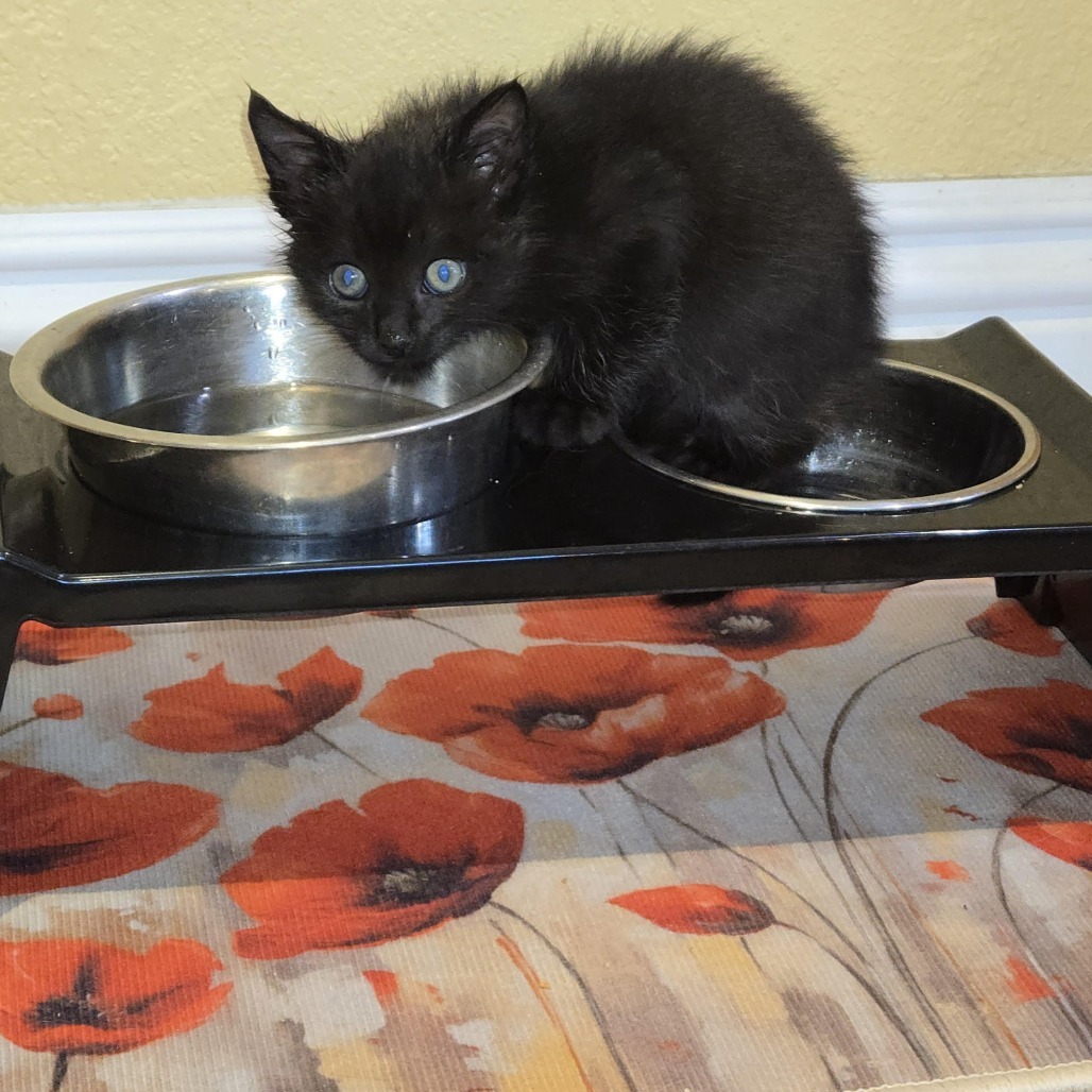 Albert