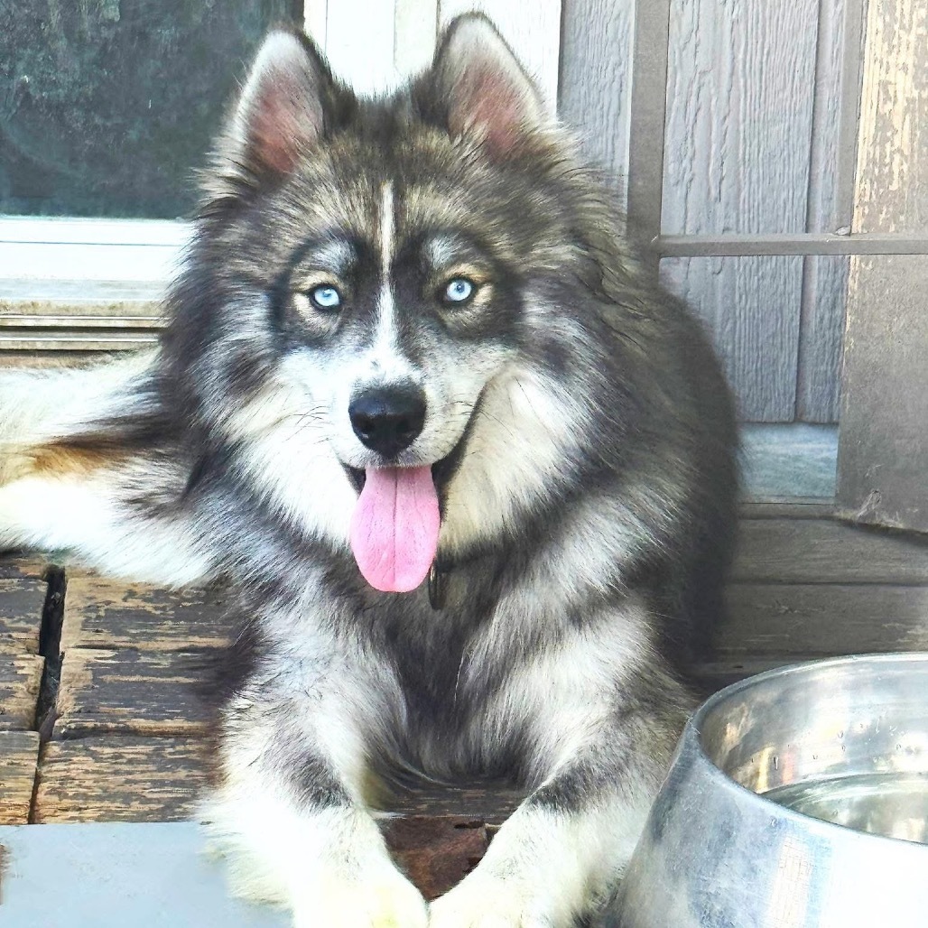 Greyjoy, an adoptable Siberian Husky, Keeshond in Olathe, KS, 66061 | Photo Image 1