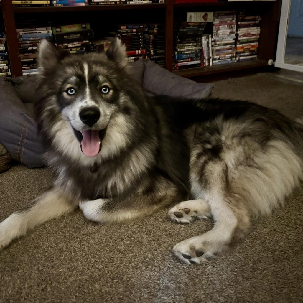 Greyjoy, an adoptable Siberian Husky, Keeshond in Olathe, KS, 66061 | Photo Image 2
