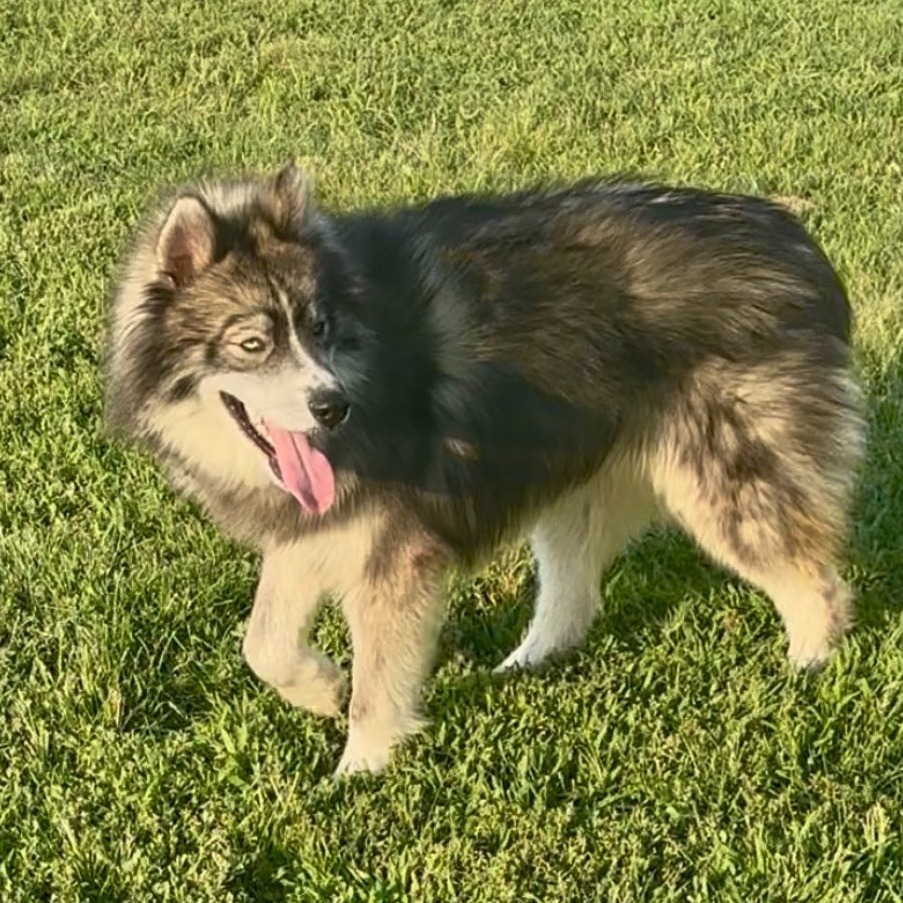 Greyjoy, an adoptable Siberian Husky, Keeshond in Olathe, KS, 66061 | Photo Image 3