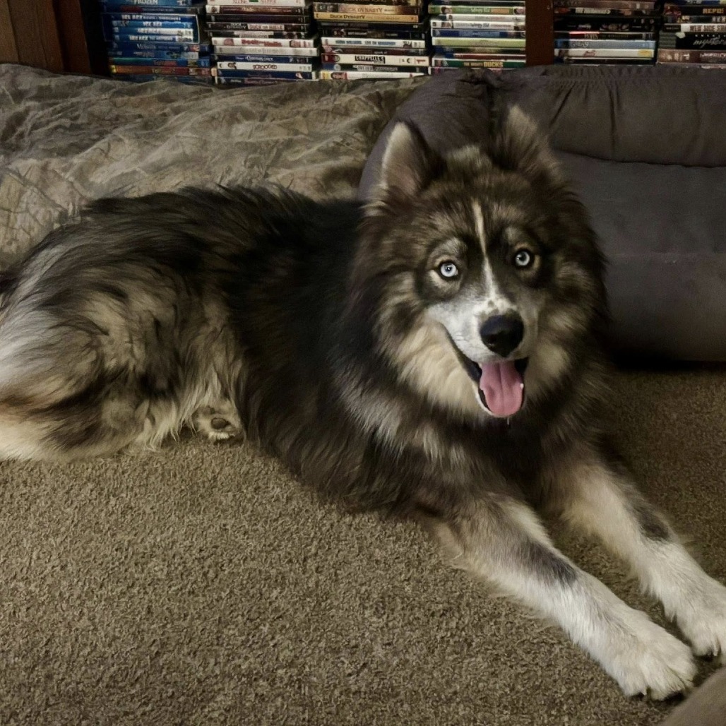 Greyjoy, an adoptable Siberian Husky, Keeshond in Olathe, KS, 66061 | Photo Image 4