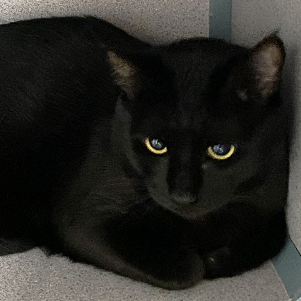 Gloria, an adoptable Domestic Short Hair in Pagosa Springs, CO, 81147 | Photo Image 1