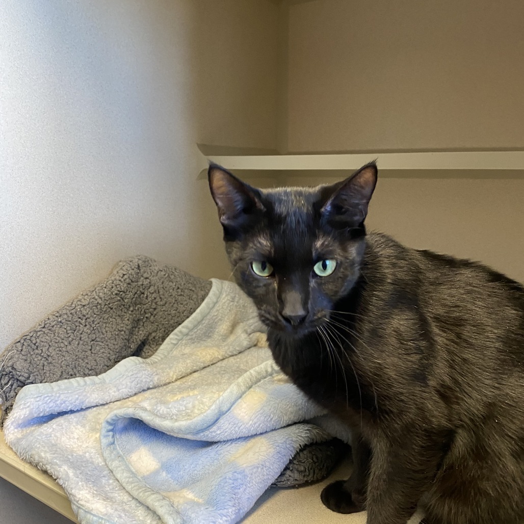 Estefan, an adoptable Domestic Short Hair in Pagosa Springs, CO, 81147 | Photo Image 1