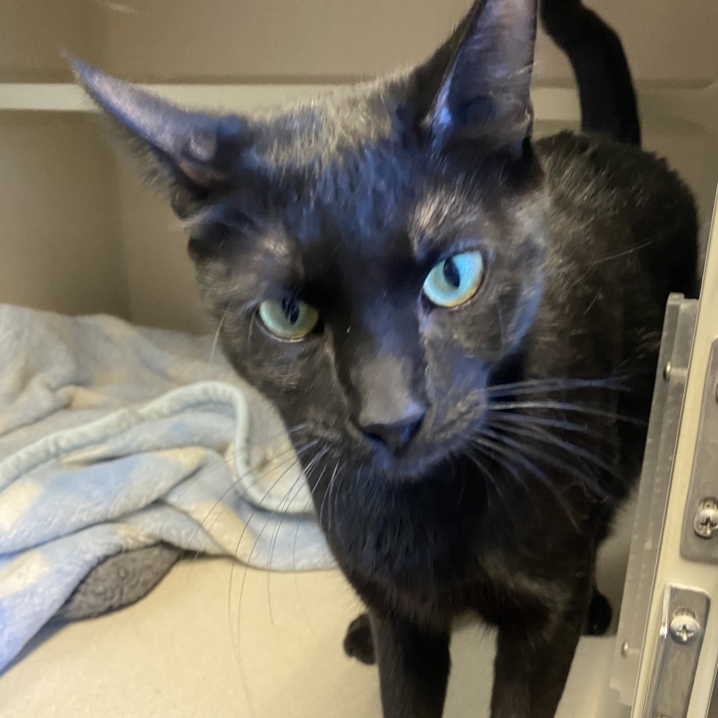 Estefan, an adoptable Domestic Short Hair in Pagosa Springs, CO, 81147 | Photo Image 2