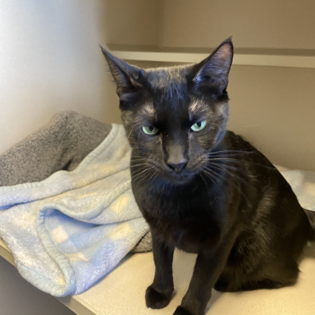 Estefan, an adoptable Domestic Short Hair in Pagosa Springs, CO, 81147 | Photo Image 3