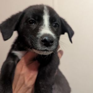 Lila