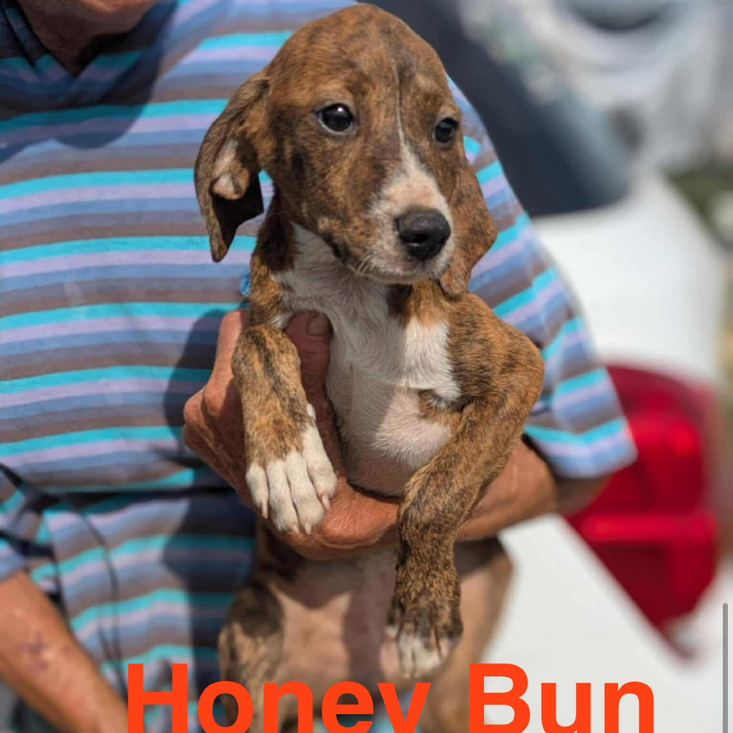 Honey Bun