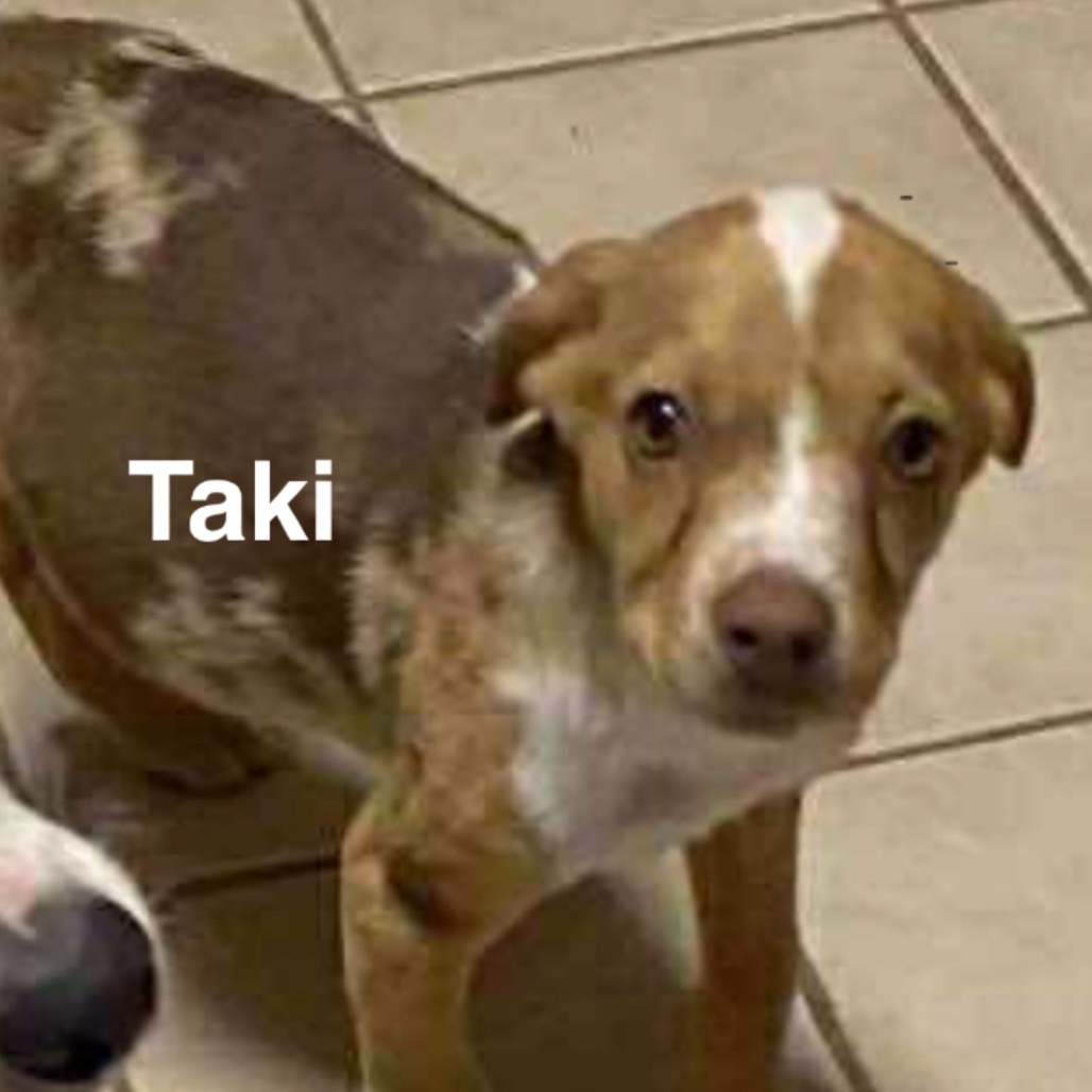 Taki