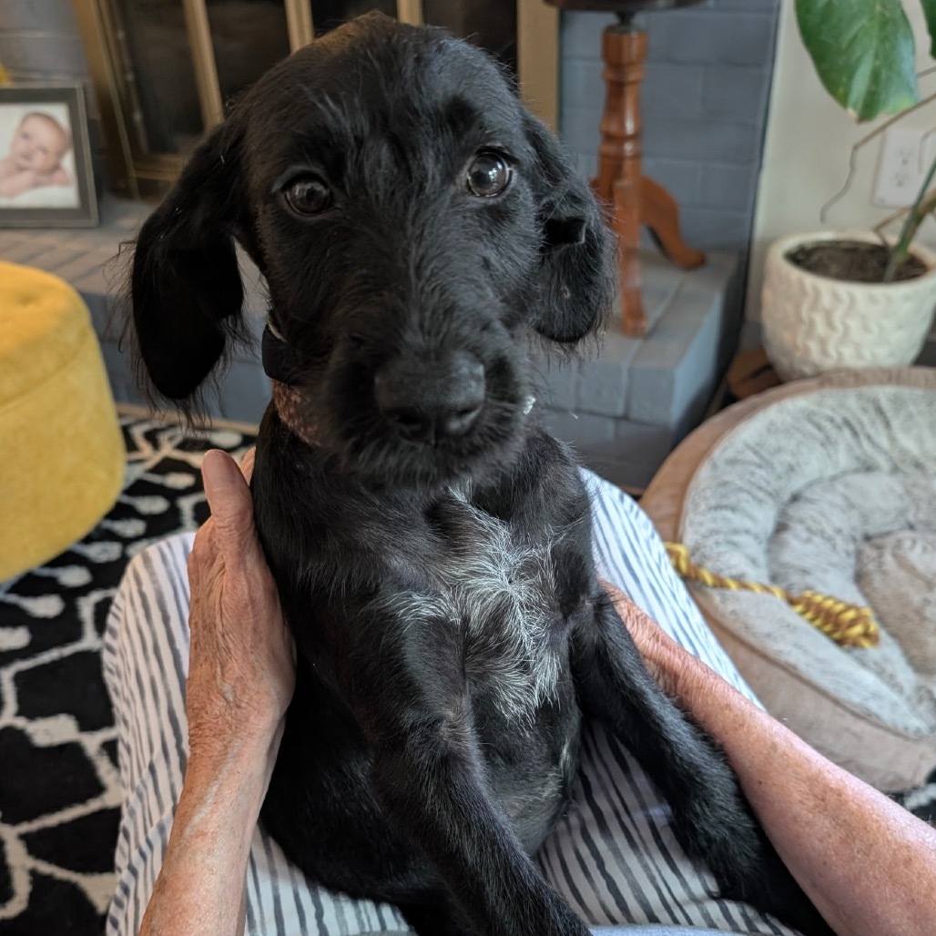 Laila