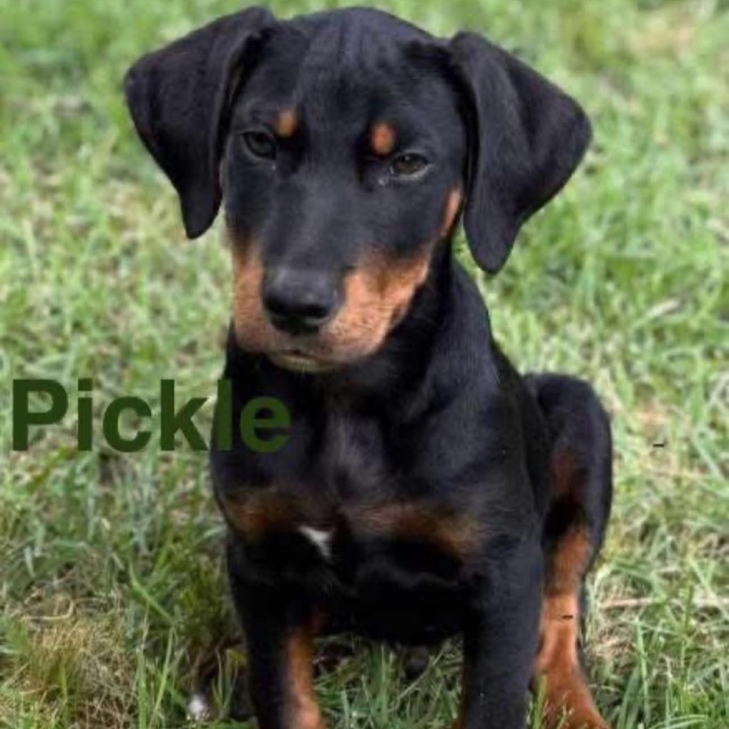 Pickle
