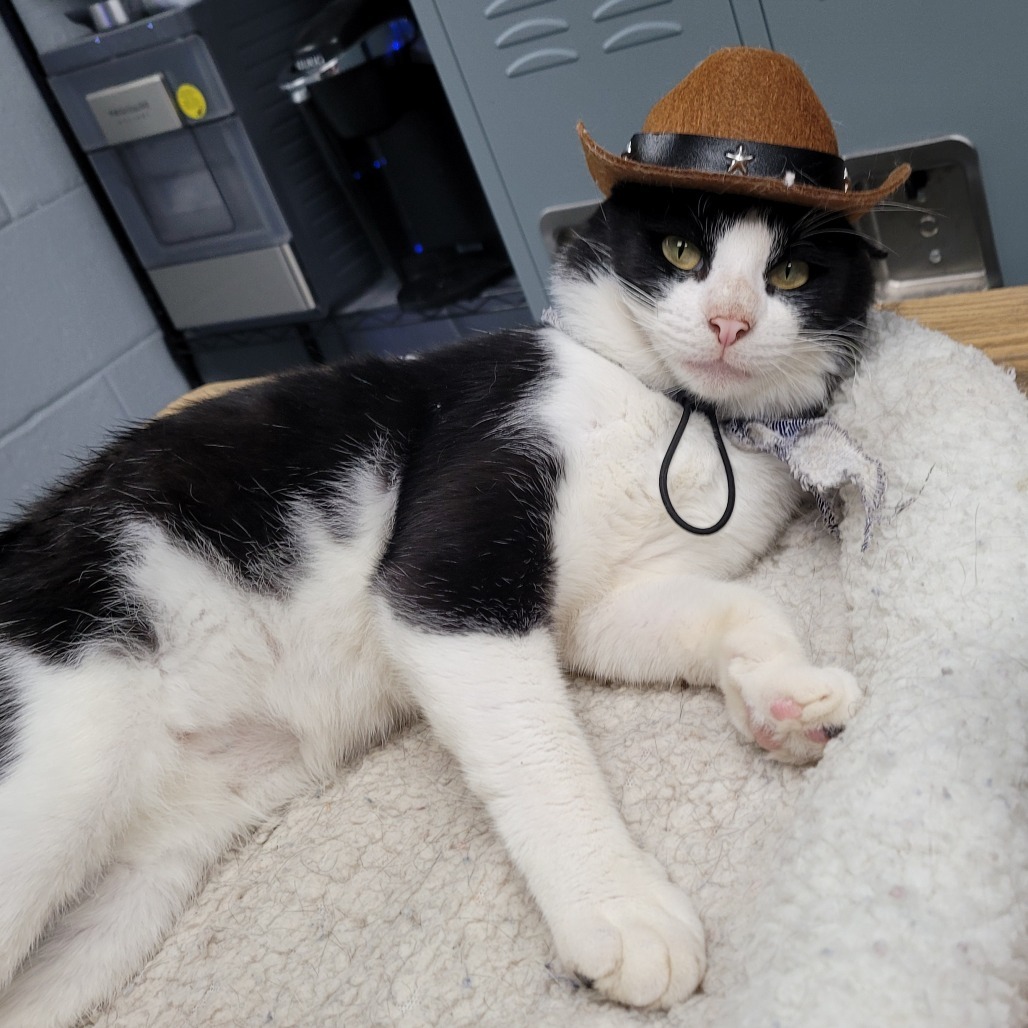 Cowboy, an adoptable Domestic Short Hair in Duncan, OK, 73533 | Photo Image 1