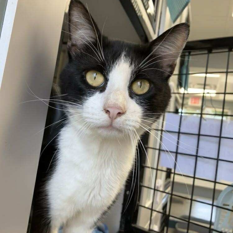 Cowboy, an adoptable Domestic Short Hair in Duncan, OK, 73533 | Photo Image 2