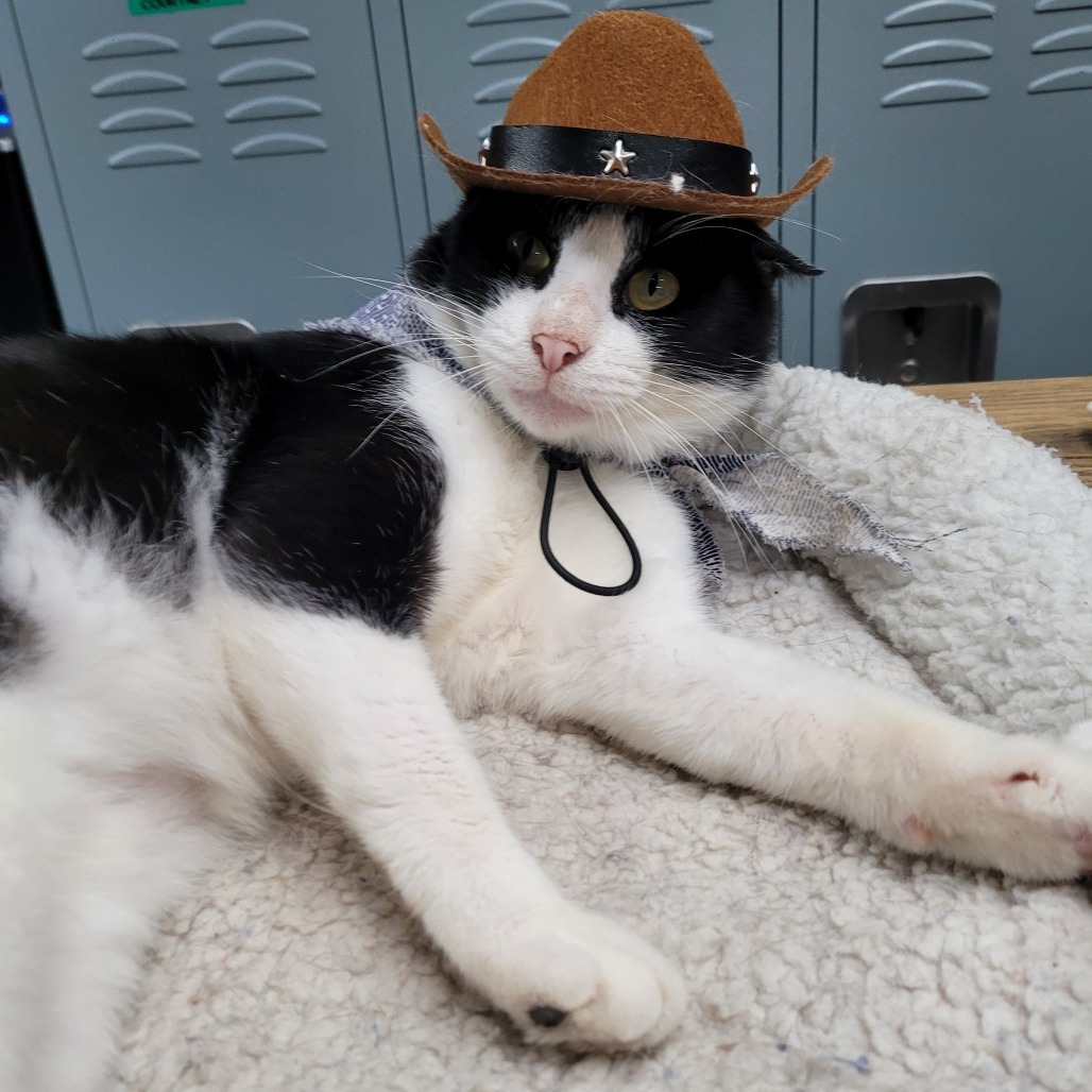 Cowboy, an adoptable Domestic Short Hair in Duncan, OK, 73533 | Photo Image 3