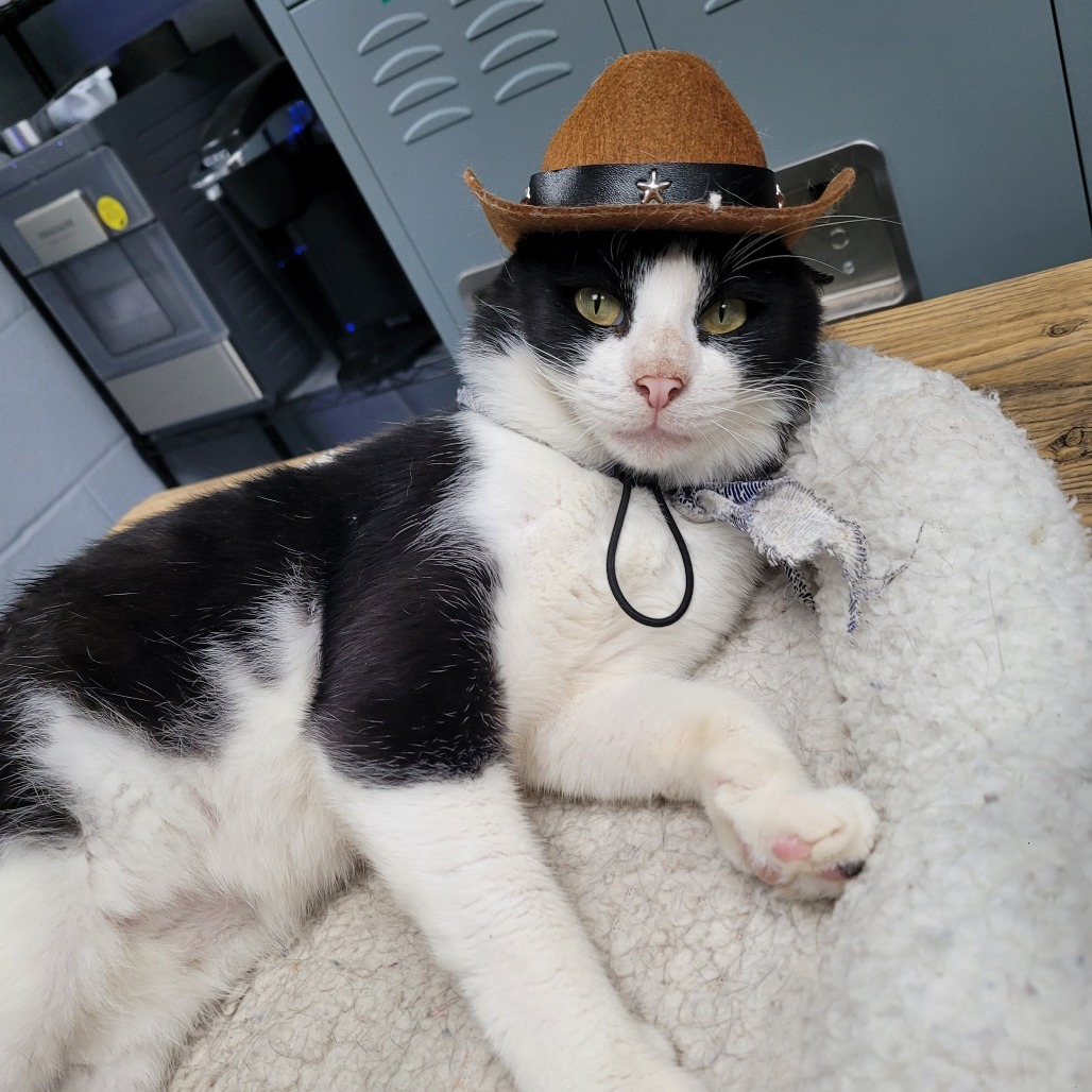 Cowboy, an adoptable Domestic Short Hair in Duncan, OK, 73533 | Photo Image 4