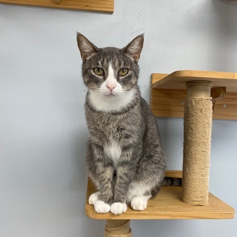 Hutch, an adoptable Domestic Short Hair in Duncan, OK, 73533 | Photo Image 1