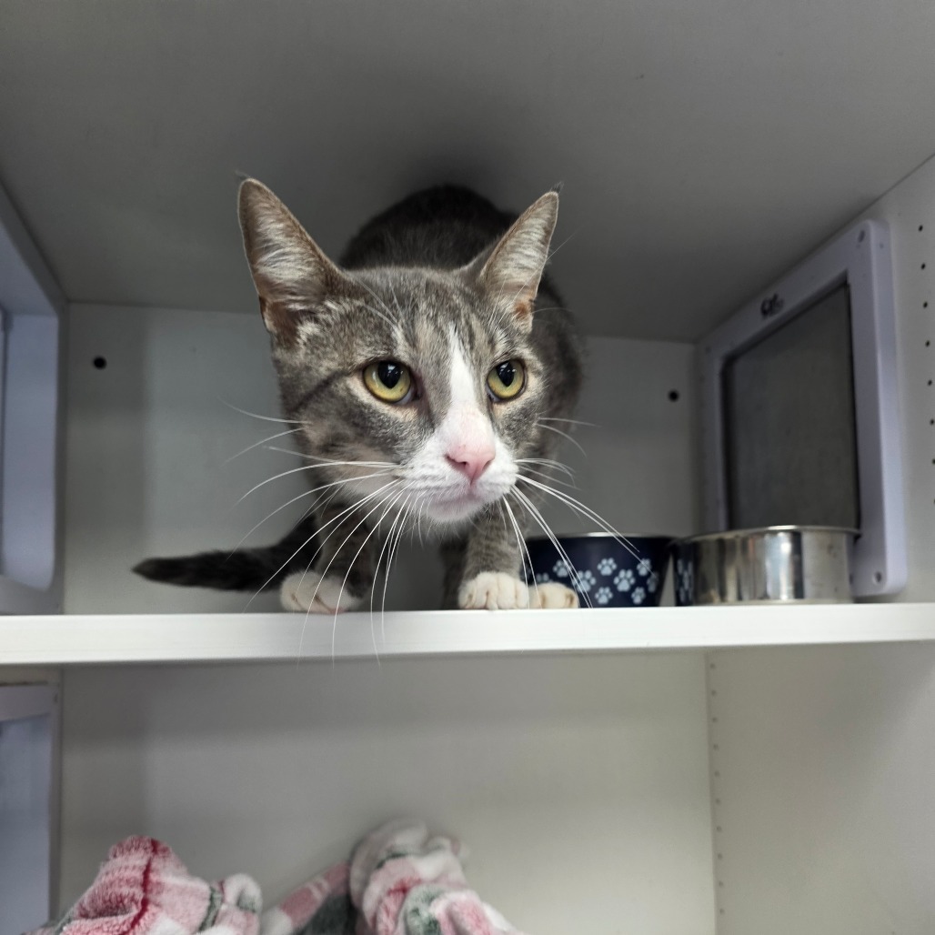 Hutch, an adoptable Domestic Short Hair in Duncan, OK, 73533 | Photo Image 2