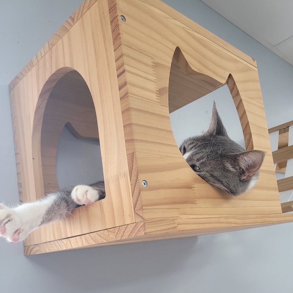 Hutch, an adoptable Domestic Short Hair in Duncan, OK, 73533 | Photo Image 3