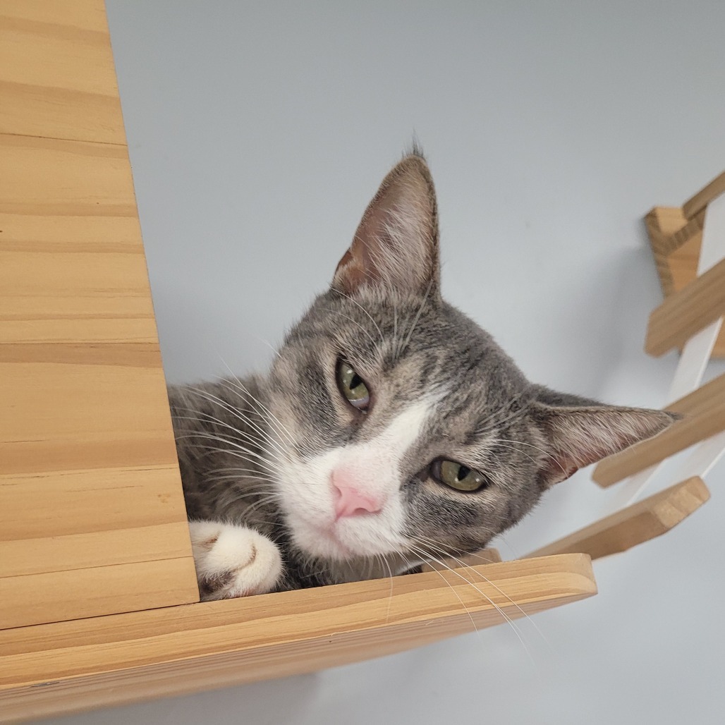 Hutch, an adoptable Domestic Short Hair in Duncan, OK, 73533 | Photo Image 4