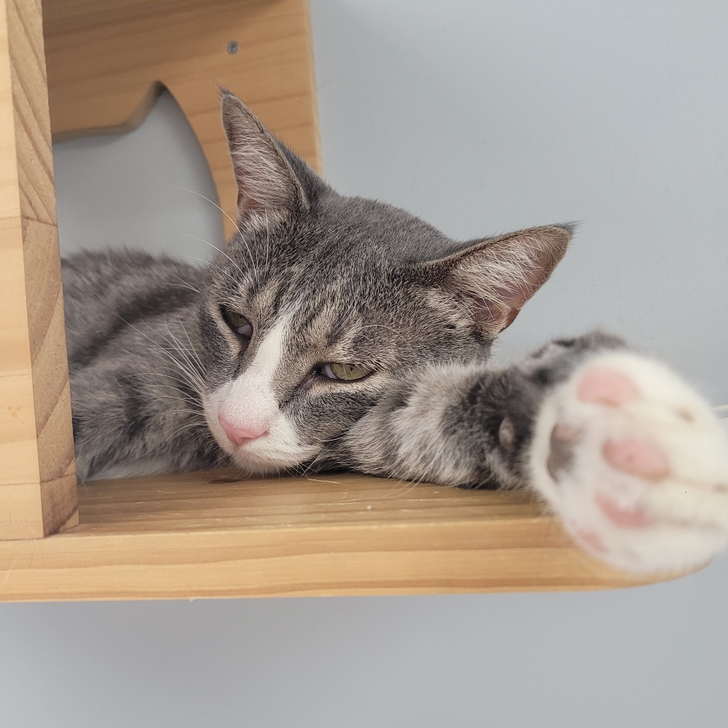 Hutch, an adoptable Domestic Short Hair in Duncan, OK, 73533 | Photo Image 5