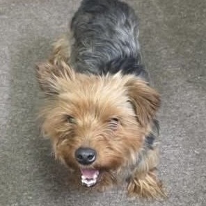 Benji Benito (Benefactor Dog)