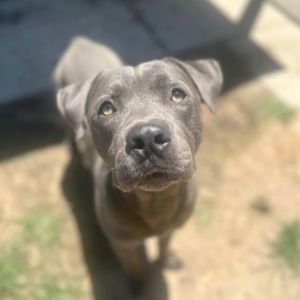 Freckles AKA Perry