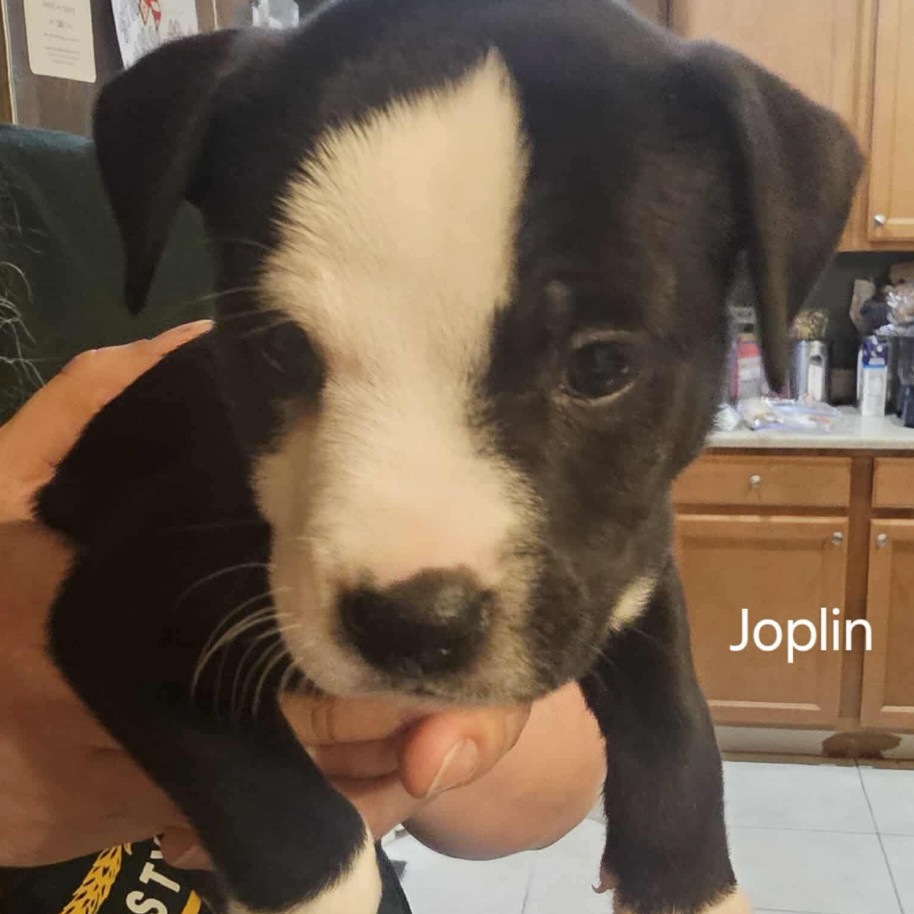 Joplin