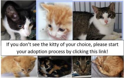 GenericCatAdoptionCollage