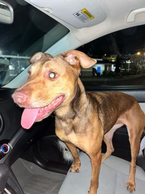 Nala Bean