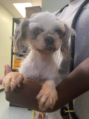 Coco(Petsmart)
